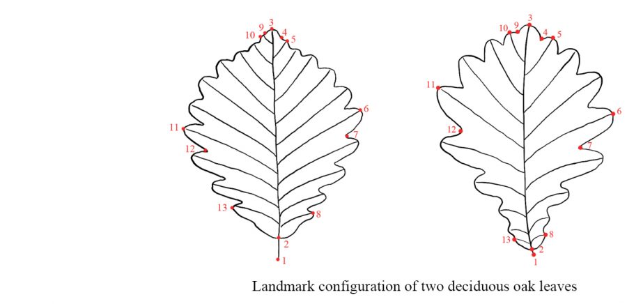 Leaf Morphology – Oaks of China